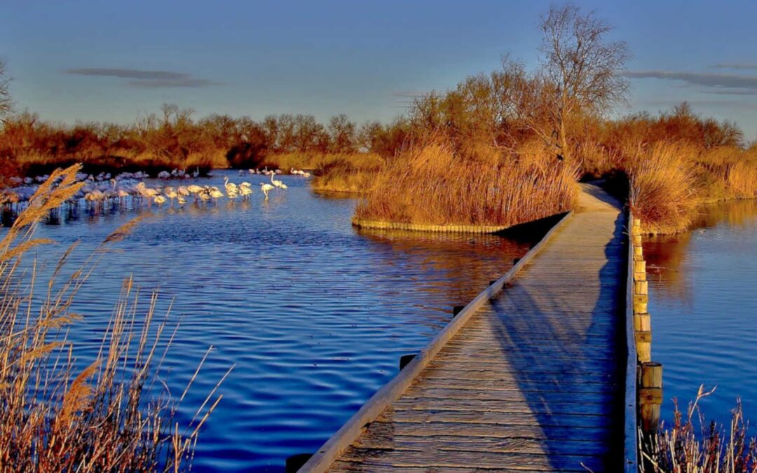 Comment visiter le parc naturel de Camargue ?