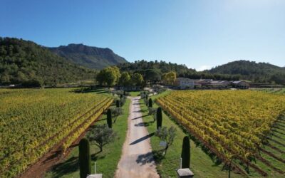 Notre top 3 des domaines viticoles en Provence